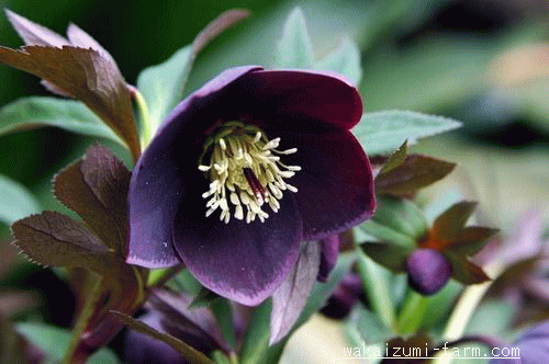 私の花時間 静謐で雅な花世界