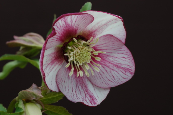 ２０１２クリスマスローズ HELLEBORES 写真画像