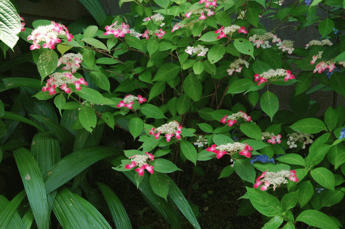 の 方法 挿し木 紫陽花