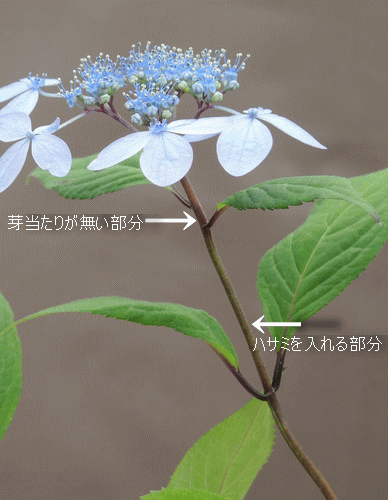 咲き終わり 紫陽花 紫陽花の色による違いって!?色を変える方法があるってホント?