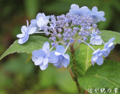 梅雨空を彩る注目の園芸品種 山アジサイ ベスト２５