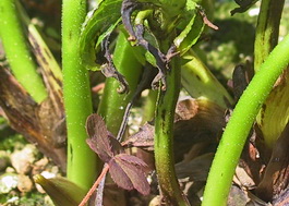 新しく発生した茎に細く黒い筋が入る。