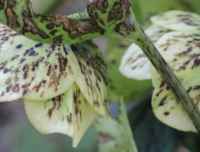 Hellebores Carlavirus カーラウィルス