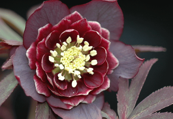 私の花時間 静謐で雅な花世界