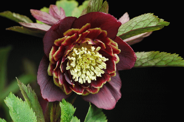 私の花時間 静謐で雅な花世界