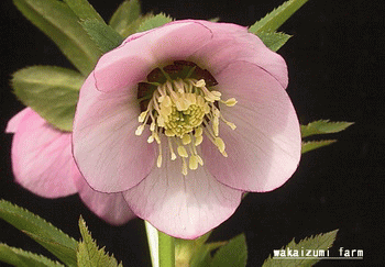 クリスマスローズの花言葉 いたわり