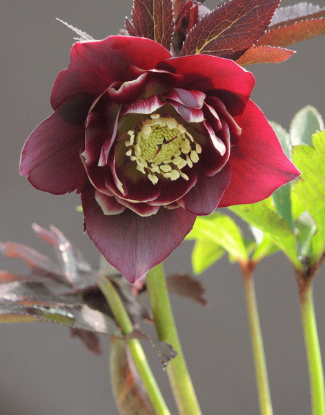 私の花時間 静謐で雅な花世界