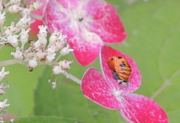 アリを見たらアブラムシ アリマキ を疑え