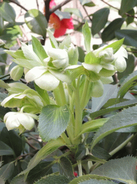 有茎種アゥグチフォリウスの花