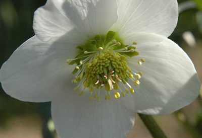 知っていますか クリスマスローズの花言葉