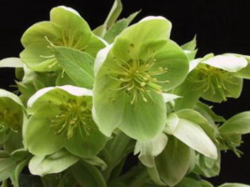 HELLEBORES Argutifolius NX}X[Y@ADO`tHEX