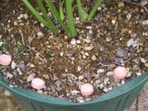 鉢植えの株に肥料を与えるときには、鉢の周辺に置くようにします