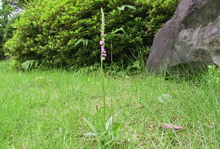 ネジ花