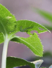 食害する蝶の幼虫