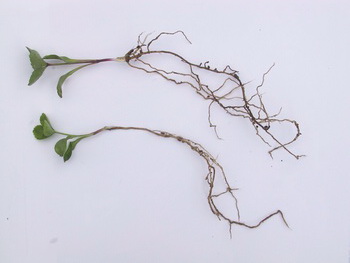 発芽苗の根は１０センチ前後に伸びている
