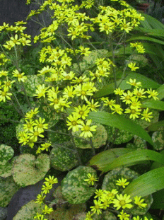 ツワブキの黄色い花