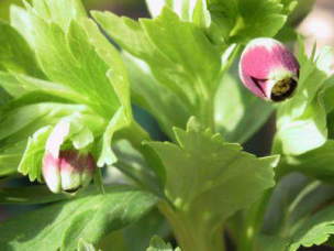 ヘレボルス（h.vesicarius）の原種ヴェシカリウスの開花