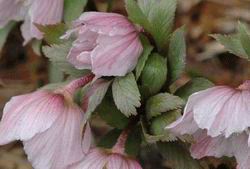 HELLEBORES Thibetanus w{X̌`x^kX