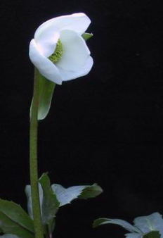 HELLEBORES Niger ԕقJn߂jQ