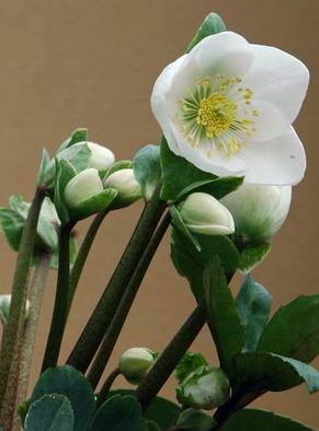 HELLEBORES Niger jQ