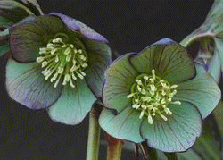 HELLEBORES Atrorubens w{X̌Ag[xX