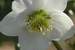 HELLEBORES Wild Niger w{X̌jQ