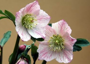 uvHELLEBORES miger~Thibetanus jQ~`x^kX