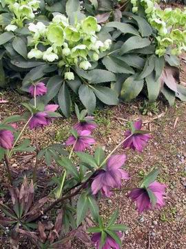 地植えのパーティドレス系ダブルとアゥグチフォリウス