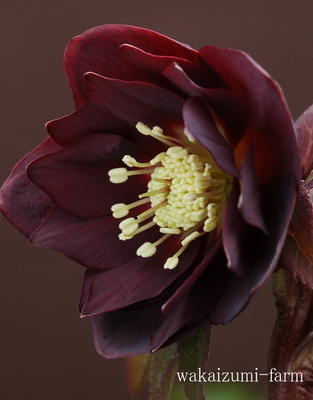 花遊戯