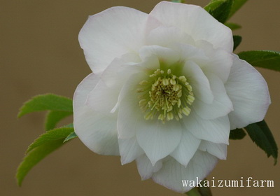 花遊戯